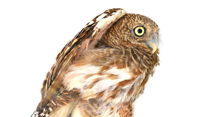 owl of white background