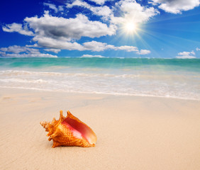 Obraz na płótnie Canvas Caribbean beach and large shell. 