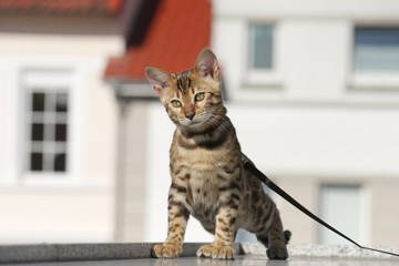 Kleine angeleinte Bengalkatze beim Spaziergang