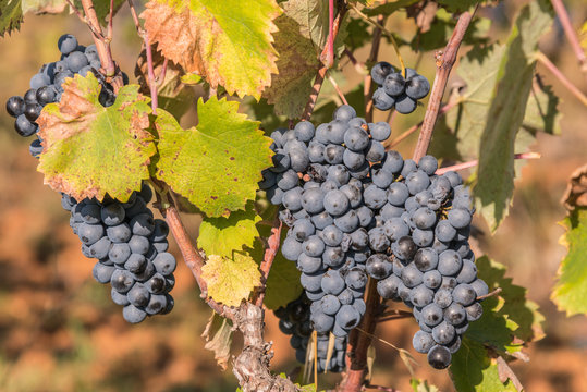 Frankreich - Provence - Weintrauben