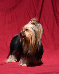 Yorkshire Terrier