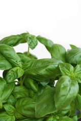 basilico_ sfondo bianco