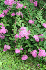 spirea_ cespuglio dai fiori rosa