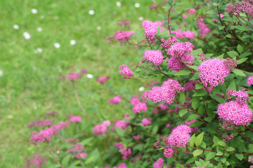 Obraz premium spirea_ cespuglio dai fiori rosa