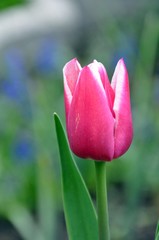 Tulpe rot-weiß