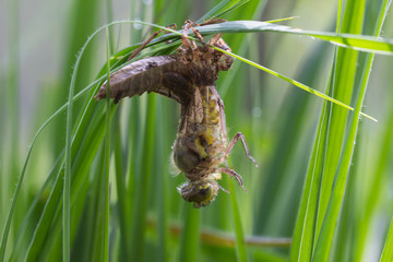 Common Clubtail Emerging From Its Larva