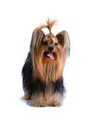 yorkshire terrier isolated on white