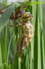 Common Clubtail Emerging From Its Larva