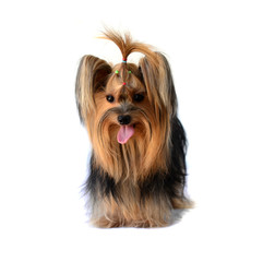 yorkshire terrier isolated on white