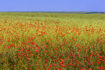 Wild poppy field