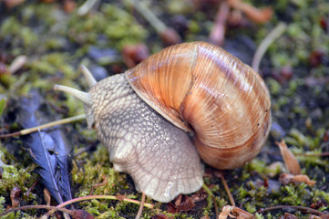 Schnecke