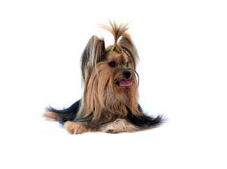 yorkshire terrier isolated on white