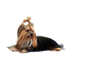 yorkshire terrier isolated on white