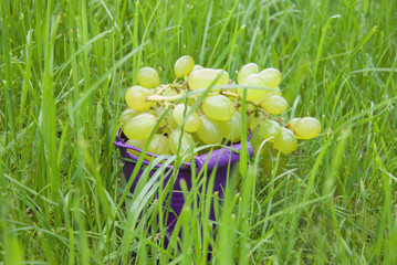 Green Grapes in a bucket on green grass