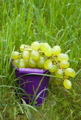 Green Grapes in a bucket on green grass