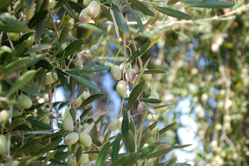 OLEA EUROPAEA