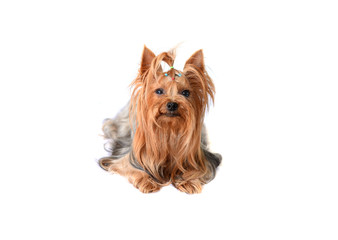 yorkshire terrier isolated on white