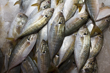 Fresh Tuna fish seafood