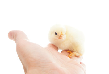 yellow chick sitting on a human hand