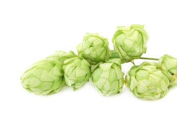 Fototapeta premium Hop flower green petals.