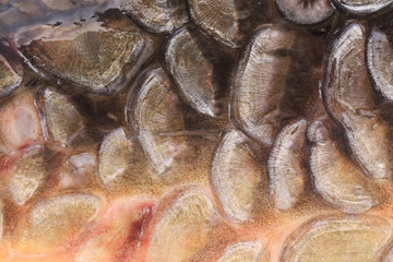 Scales of fish close up.
