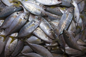 Fototapeta premium Fresh Tuna fish seafood