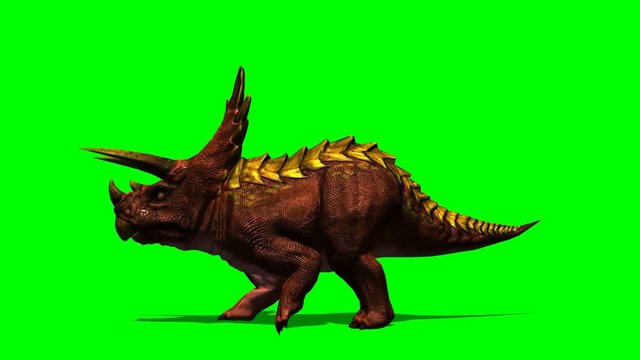 Triceratops dinosaur stands and looks around - green screen
