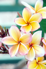 Frangipani Tropical Spa Flower, Plumeria.