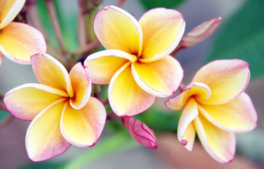 Fototapeta na wymiar Frangipani Tropical Spa Flower, Plumeria.