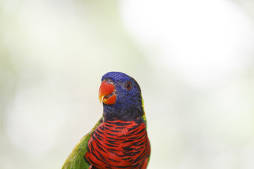 Rainbow Lorikeet bird portrait