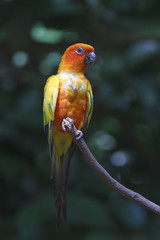 Lovebird parrot bird