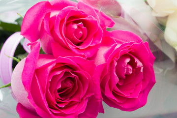rose