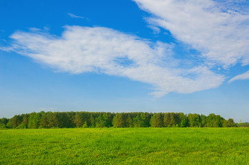 Landscape sunlit green meadow and forest and blue sky
