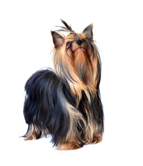 yorkshire terrier isolated on white