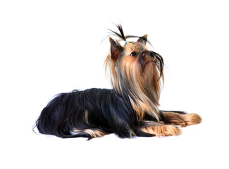 yorkshire terrier isolated on white
