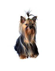 yorkshire terrier isolated on white