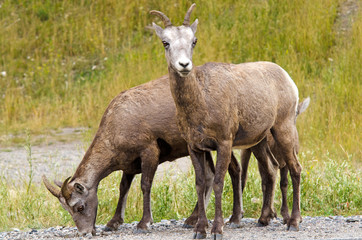 Bighorn Sheep in Jasper National Park