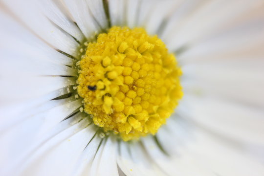 Blume - Makro