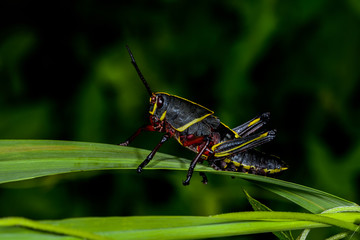 eastern lubber grasshopper, everglades