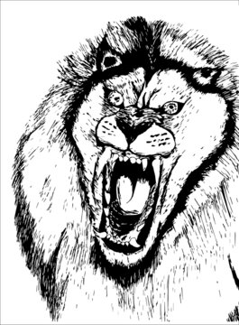 hand drawn roaring lion head