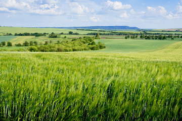 Summer landscape with barley field