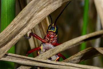 eastern lubber grasshopper, everglades