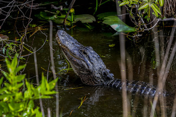alligator mississippiensis, american alligator,  everglades