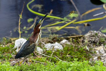 green heron,  butorides virescens, everglades