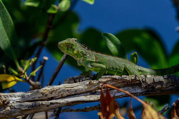 Fototapeta premium green iguana, big pine key