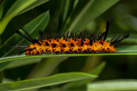 Polka-dot Wasp Moth, Big Pine Key