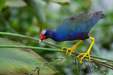 purple gallinule, wacodahatchee wetlands