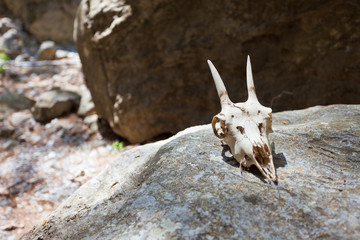 Kreta - Griechenland - Totenkopf in der Samaria-Schlucht