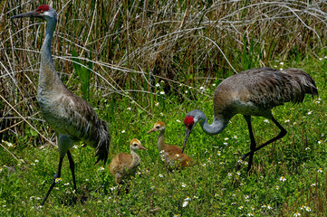 sandhill crane, viera wetlands