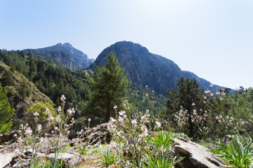 Kreta - Griechenland - Blühende Landschaft der Samaria-Schlucht